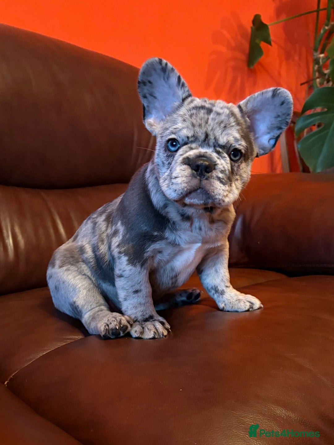 French Bulldog dogs for sale: Beautiful Blue-Eyed French-Bulldog Puppies  - Advert 10