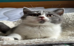 British Shorthair cats for sale: Pedigree British Shorthair Kittens - Image 18