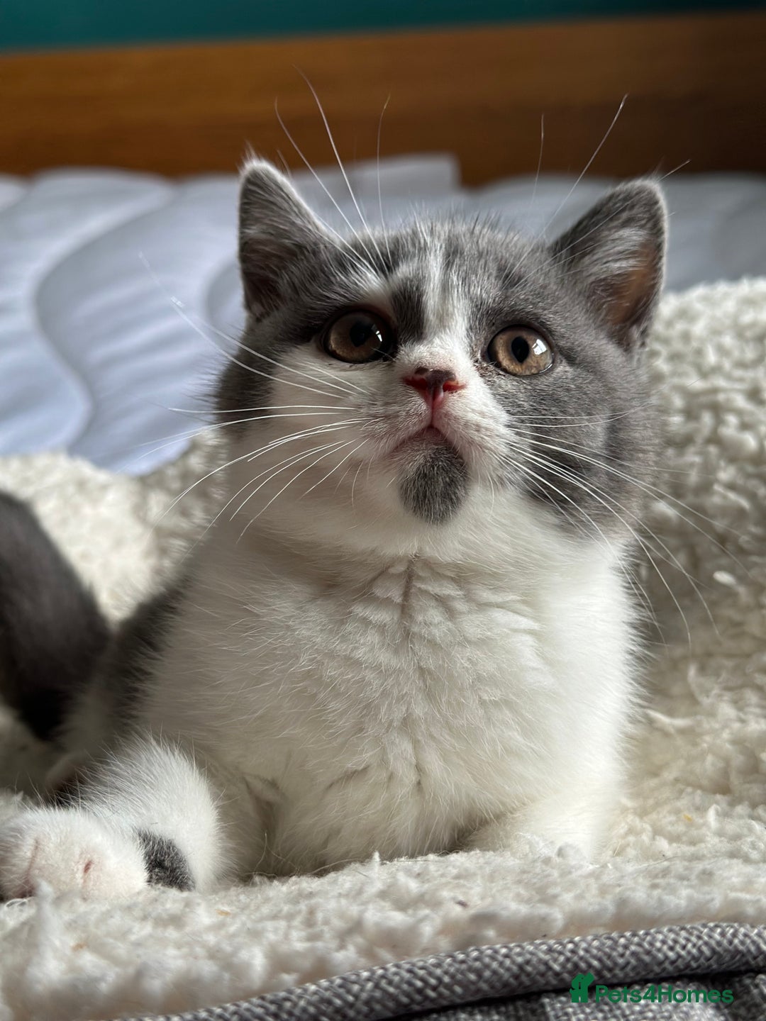 British Shorthair cats for sale: Pedigree British Shorthair Kittens - Image 18