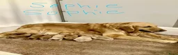 Golden Retriever dogs for sale: Golden Retriever  - Advert 9