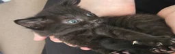Mixed Breed cats for sale: Cute Calico, Tuxedo & Black babies (from £150) - Advert 7