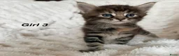 Maine Coon cats for sale: Maine coon kittens ready to reserve  - Advert 9