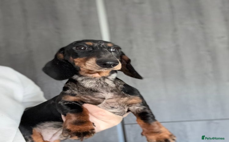 Miniature Dachshund dogs - Advert 2