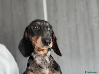 Miniature Dachshund dogs - Advert 11