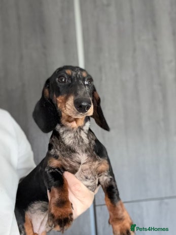 Miniature Dachshund dogs - Advert 1