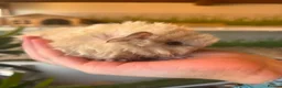 Guinea Pig rodents for sale: Peruvian, Sheltie & Alpaca Guinea Pig baby boars - Advert 10