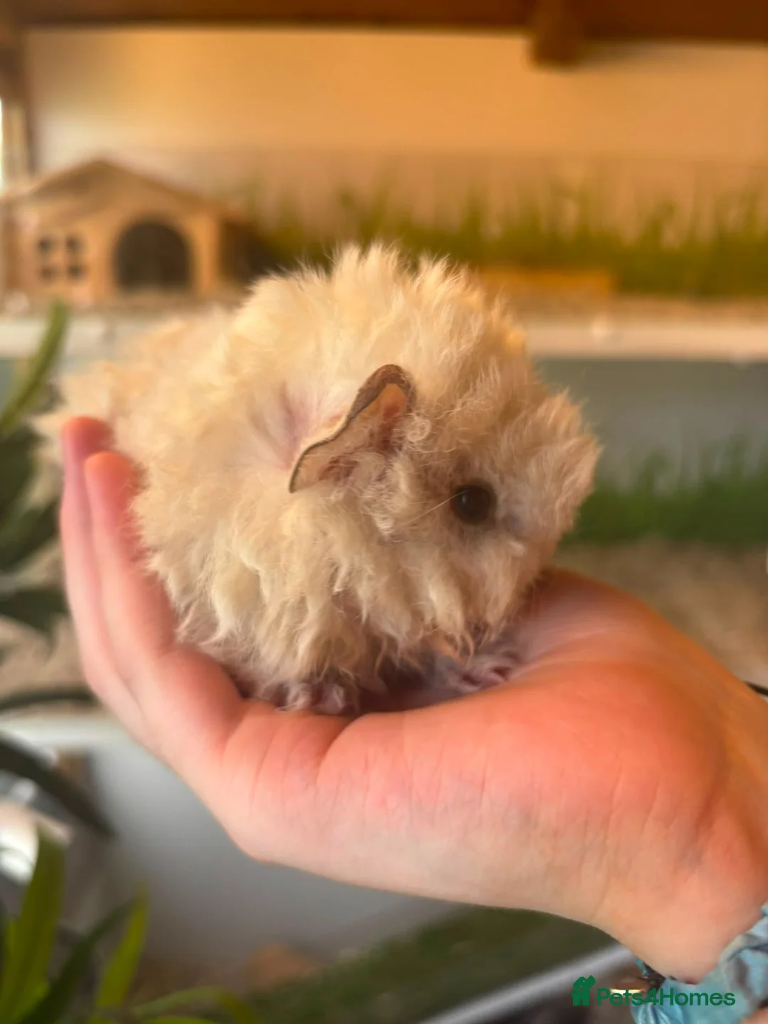 Guinea Pig rodents for sale: Peruvian, Sheltie & Alpaca Guinea Pig baby boars - Advert 10