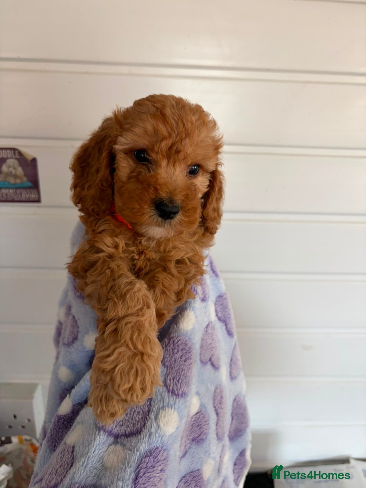 Cockapoo dogs F1 4 cockapoo girl puppies ready 14th August  - Advert 17