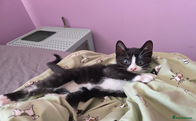 Domestic Shorthair cats - Advert 2