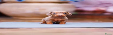 Girl Dachshund Puppy