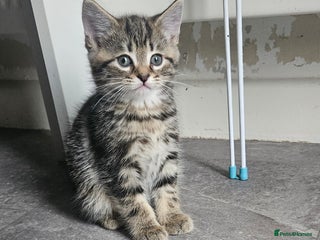 Mixed Breed cats Mainecoon bloodline - Advert 2