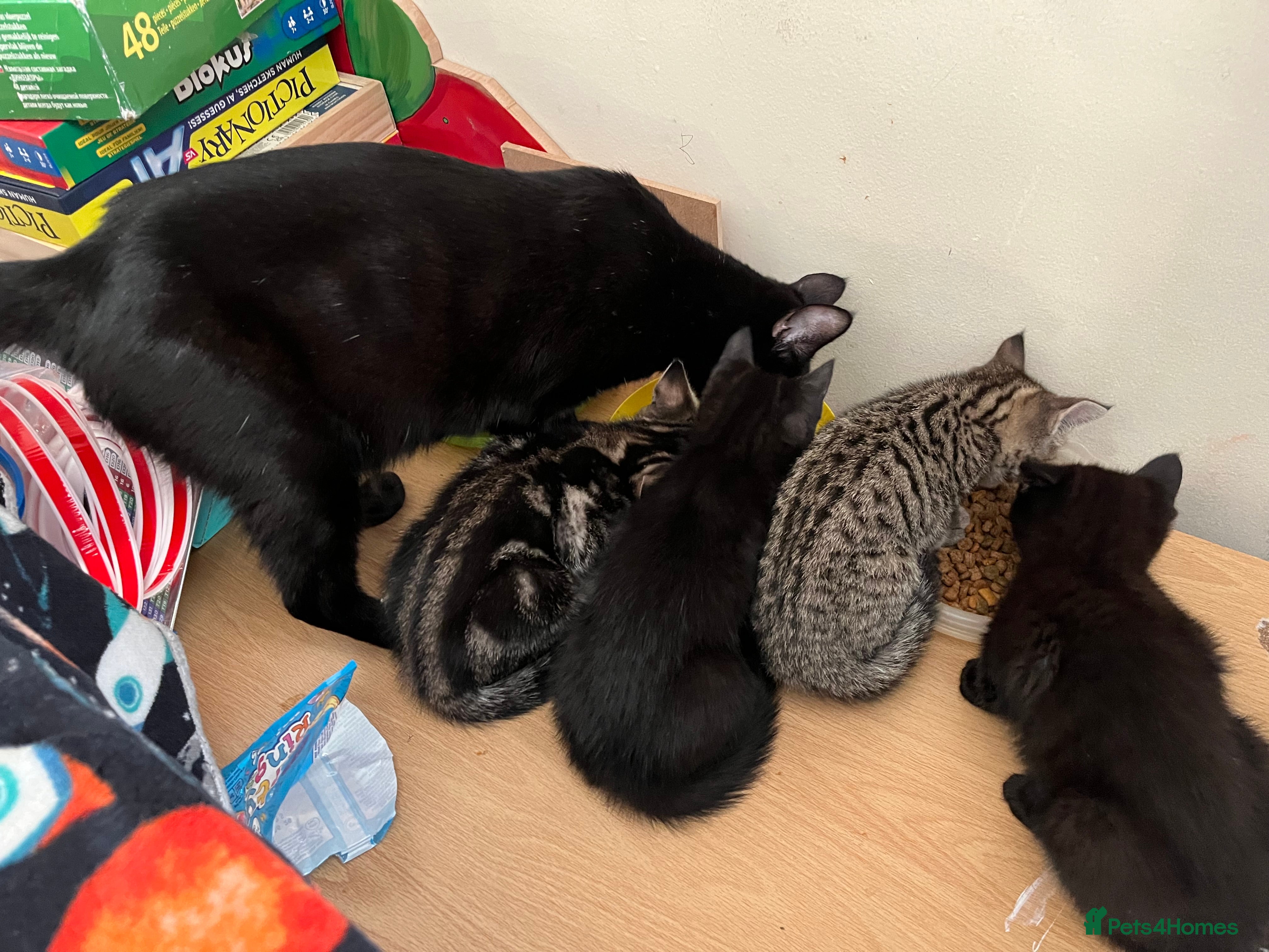 Mixed Breed cats Beautiful Kittens - Advert 2