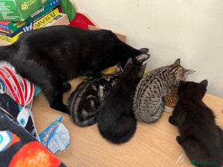 Mixed Breed cats Beautiful Kittens - Advert 2