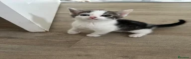 Domestic Shorthair Black/white Tabby markings 