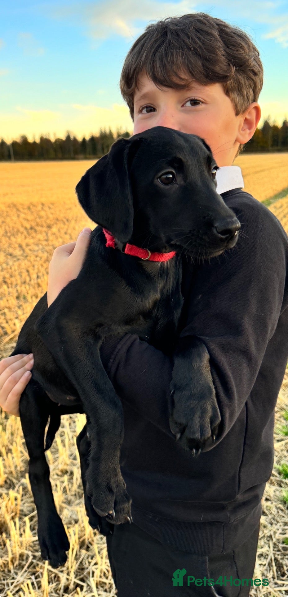 Labrador Retriever dogs Working Line Labrador Puppies  - Advert 2
