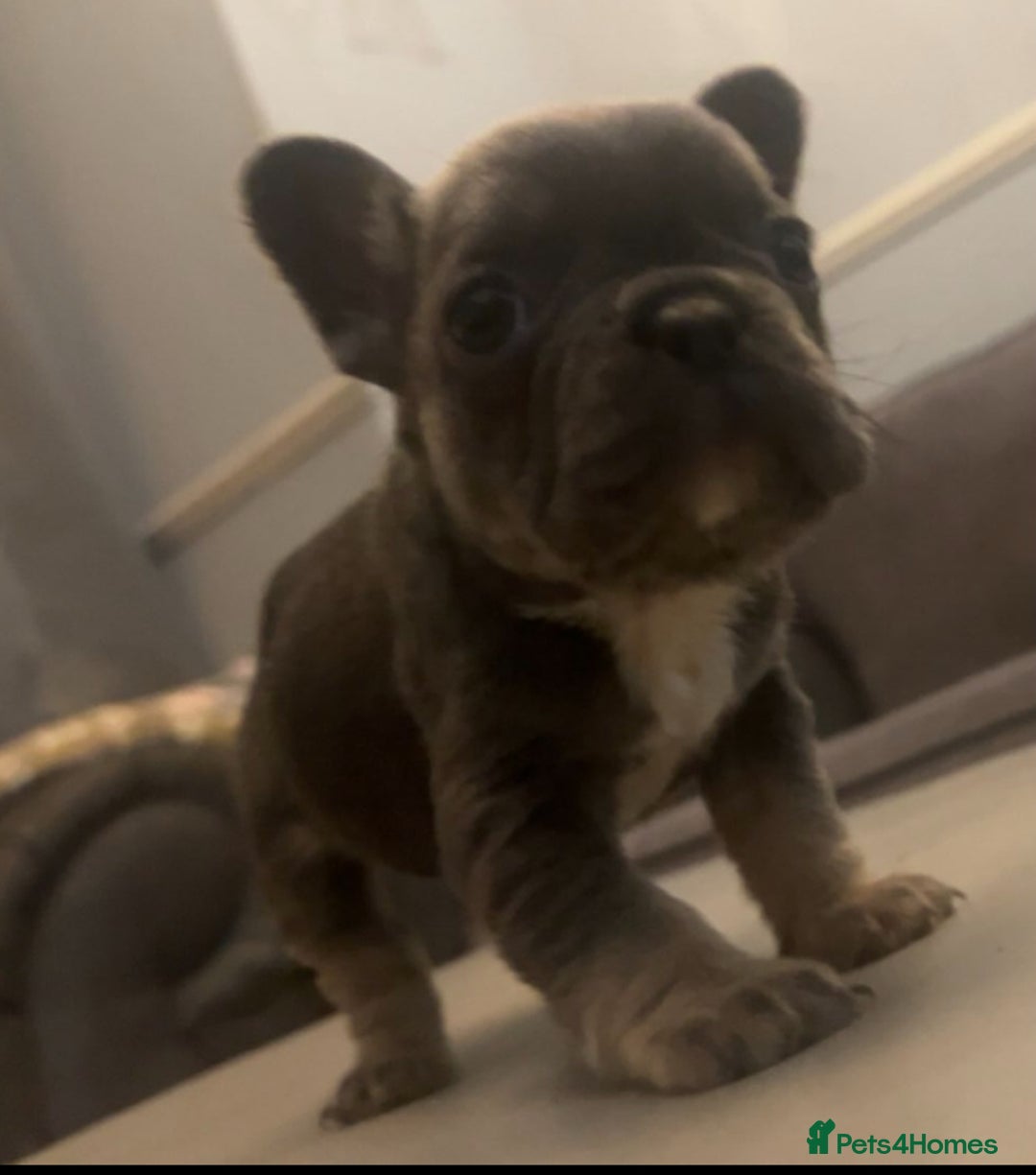 French Bulldog dogs for sale: French bulldogs reduced  ❤️  - Advert 6
