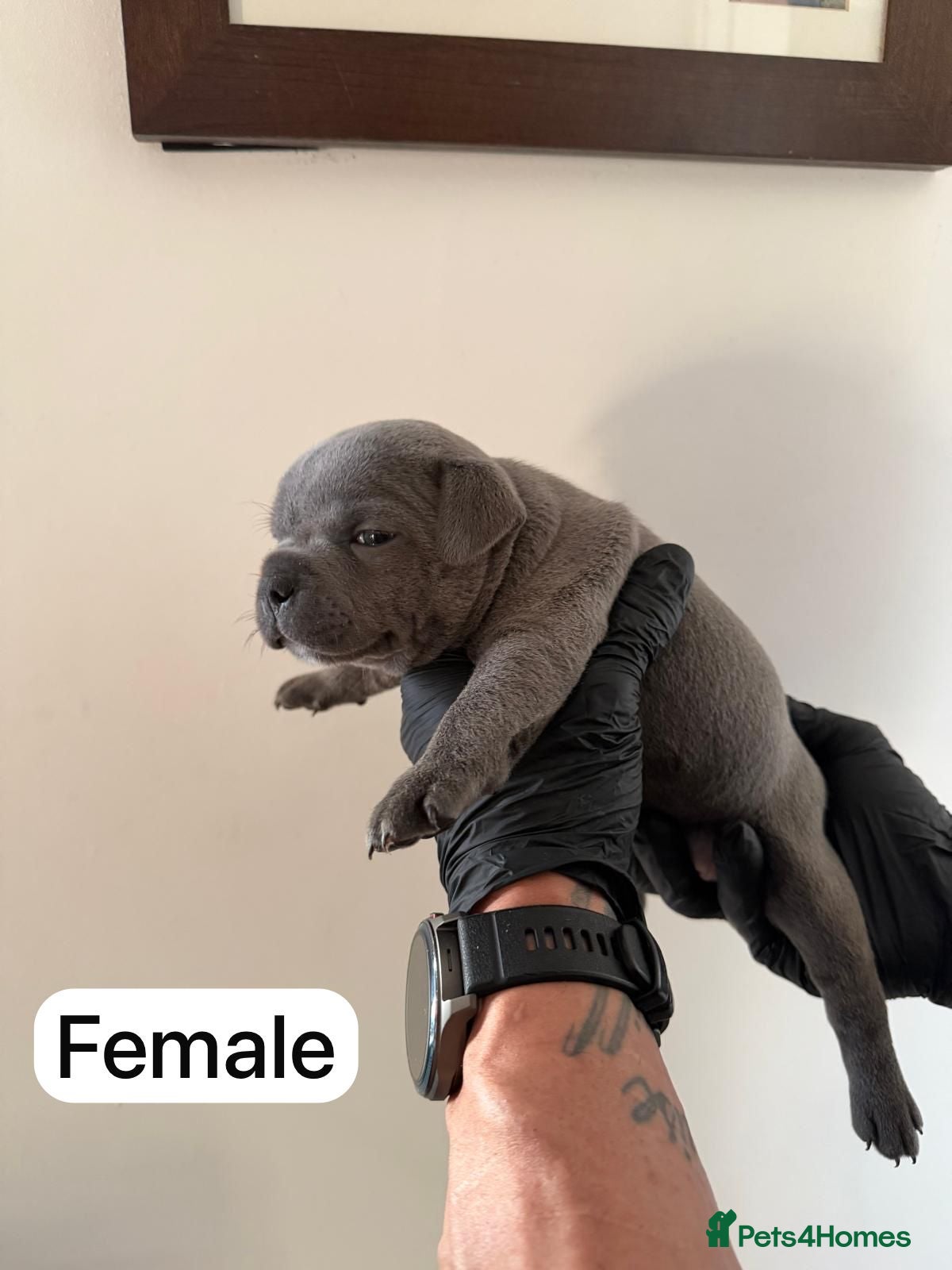 Staffordshire Bull Terrier dogs 3 blue, 1 black Staffordshire bullterier puppies   - Advert 2