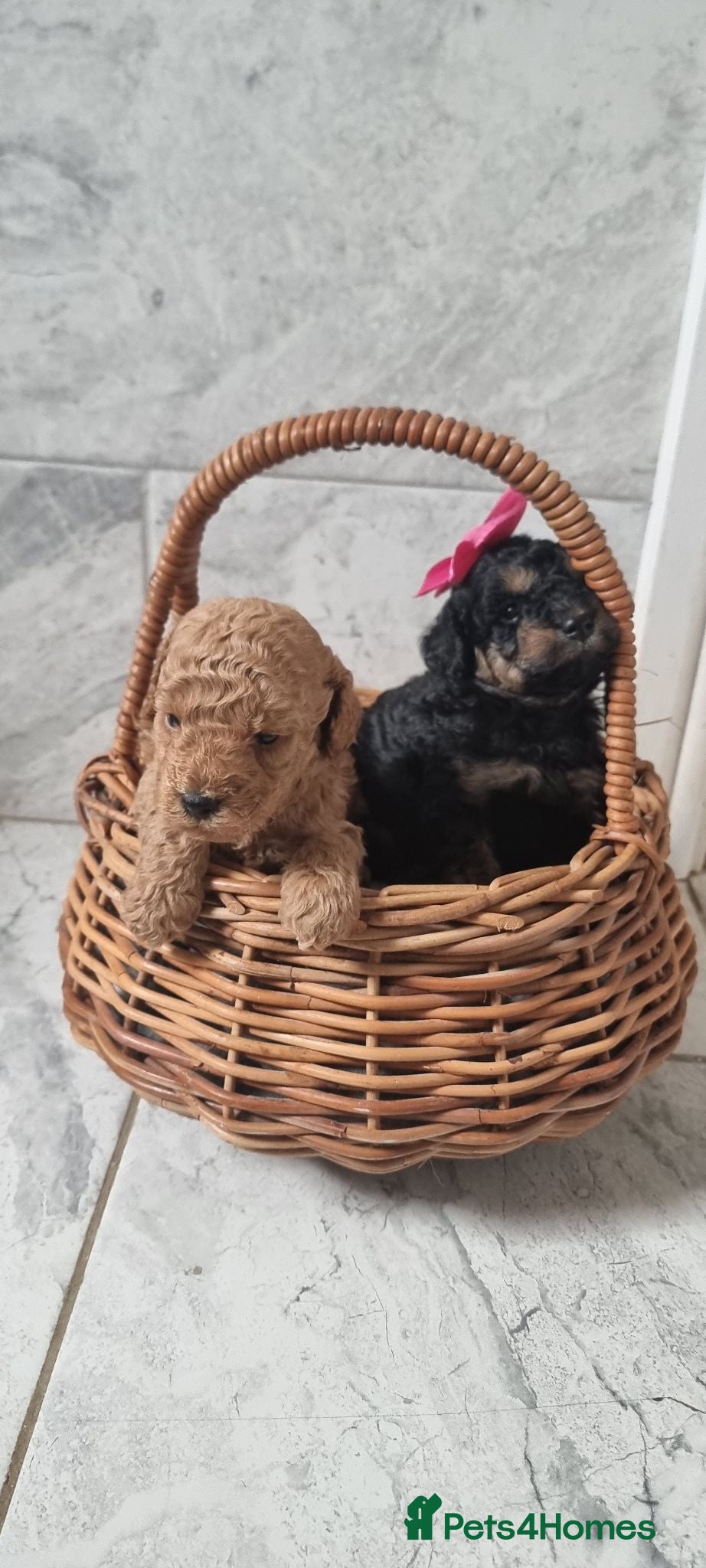 Toy Poodle dogs Kc reg toy poodle  - Advert 21