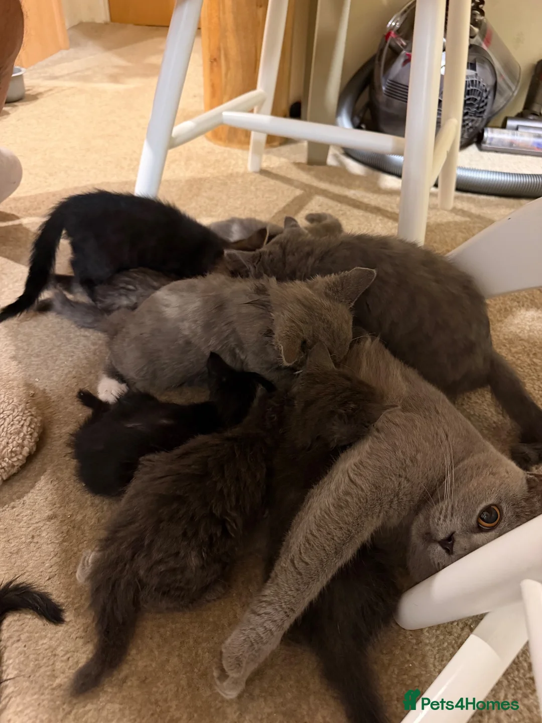 Mixed Breed cats for sale: Loving fluffy kittens  in Sheerness - Advert 2