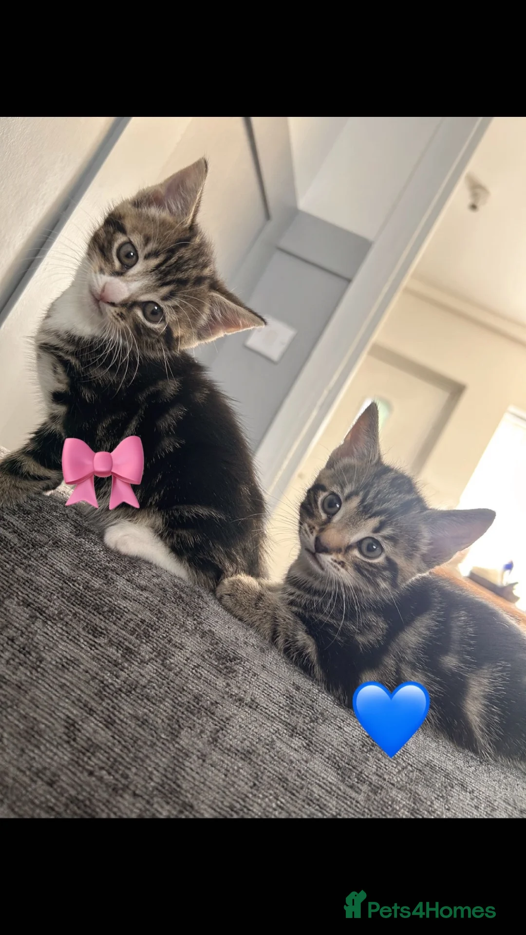 Mixed Breed cats for sale: Kittens for sale MUST COLLECT  - Advert 2