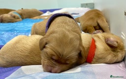 Golden Retriever dogs for sale: Litter of 8 (2 males & 2 females available) - Image 16