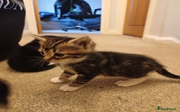 Mixed Breed cats for sale: 5 kittens available on Oct 2nd-9th - Image 4