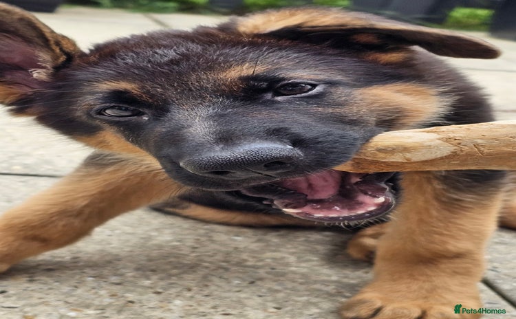 German Shepherd dogs - Advert 4