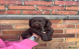 Cocker Spaniel dogs for sale: 3 male cocker spaniel pups  - Image 7