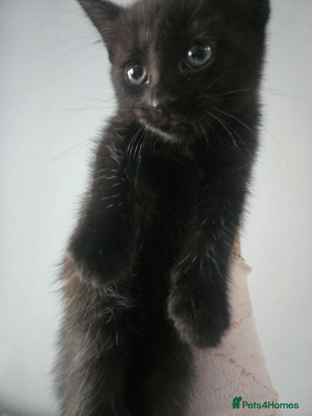 Mixed Breed cats for sale: Beautiful Kittens Looking for Loving Homes 🐾 - Advert 13