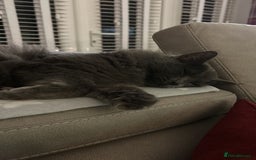 British Longhair cats for sale: British Longhair 18 months old male - Image 4