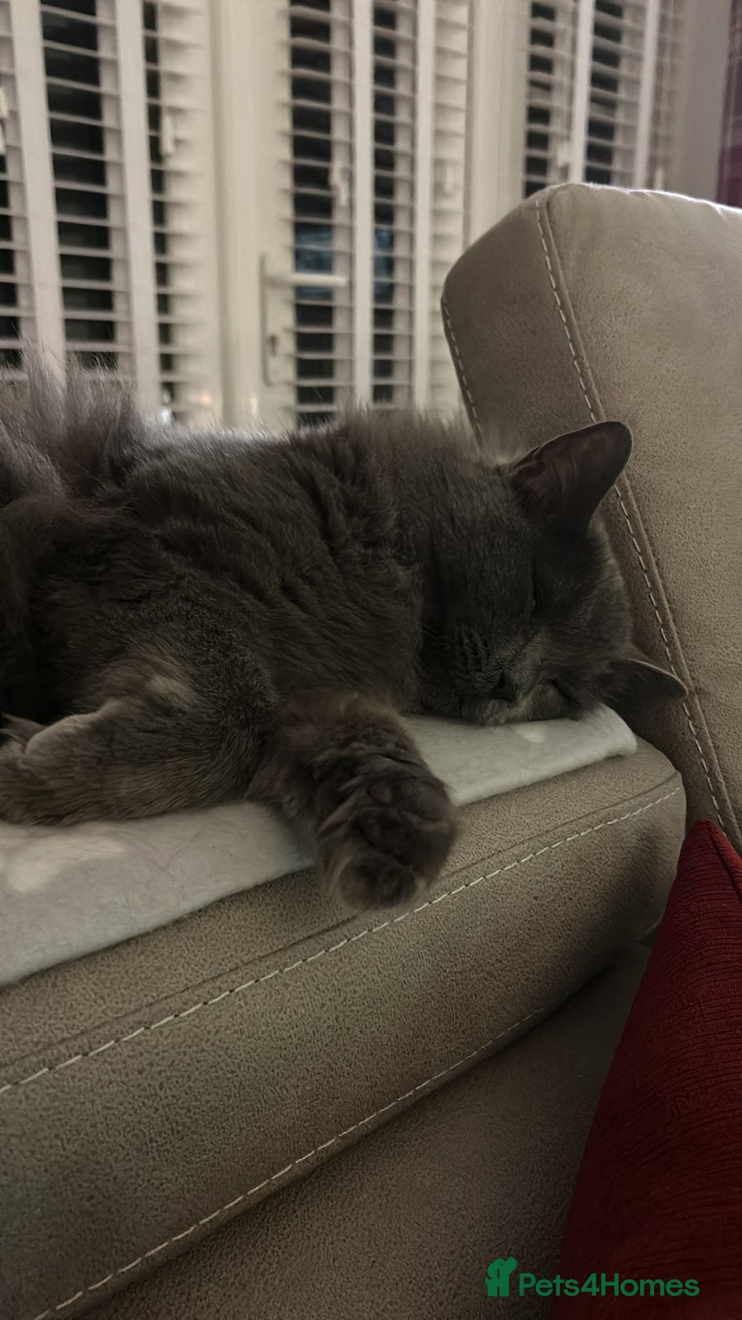 British Longhair cats for sale: British Longhair 18 months old male - Image 4