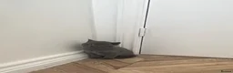 British Shorthair cats for sale: British shorthair kitten  - Advert 5