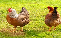 Hens poultry for sale: Purebred Welsumer lg Fowl young Cocks and Hens RD - Image 4