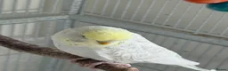 Budgerigars birds for sale: Young budgies for sale - Advert 6