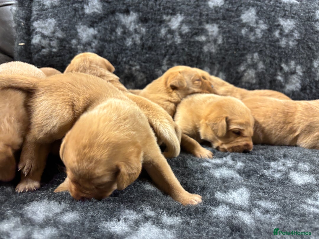 Labrador Retriever dogs for sale: KC Registered Yellow/Fox Red Labradors - Image 11