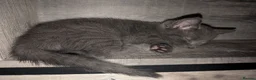 Russian Blue cats for sale: 2 female russian blue kittens  - Advert 2