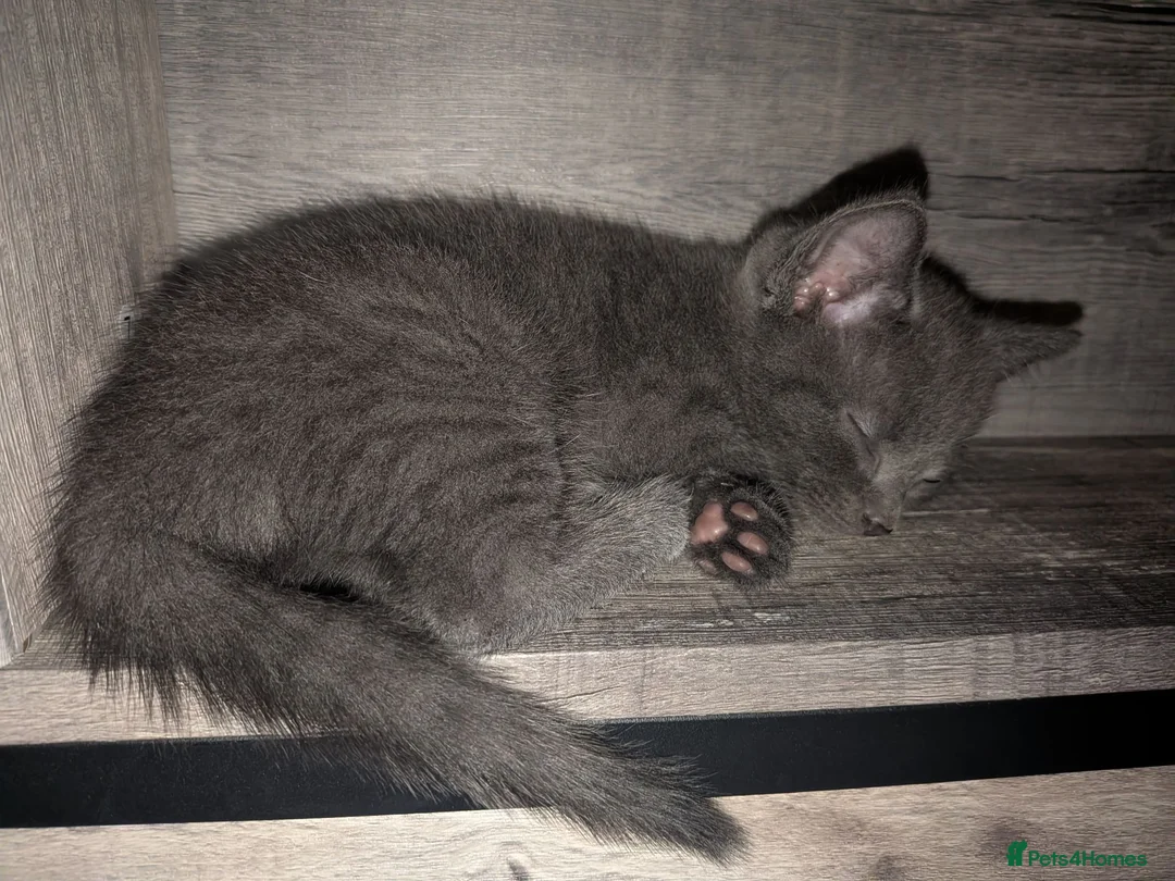 Russian Blue cats for sale: 2 female russian blue kittens  - Advert 2