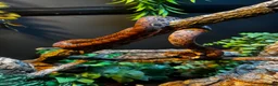 Boa Snake reptiles for sale: Fiona the Brazilian Rainbow Boa - Gentle Beauty in Southampton - Advert 6