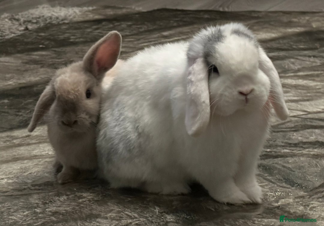 Mini Lop rabbits for sale: Bonded pair of mini lops for sale (male neutered) - Advert 8