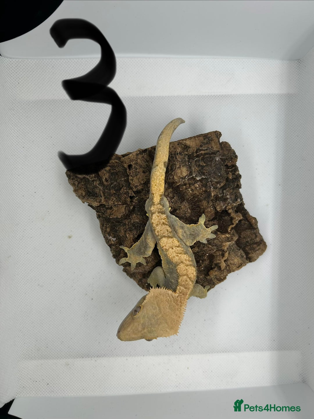 Gecko reptiles for sale: Male crested geckos - Advert 12