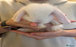 Mini Lop rabbits for sale: Mini lop bunnies  - Image 10