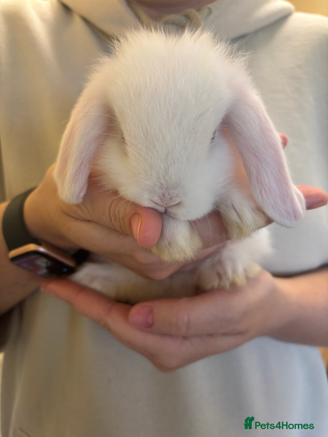 Mini Lop rabbits for sale: Mini lop bunnies  - Image 10