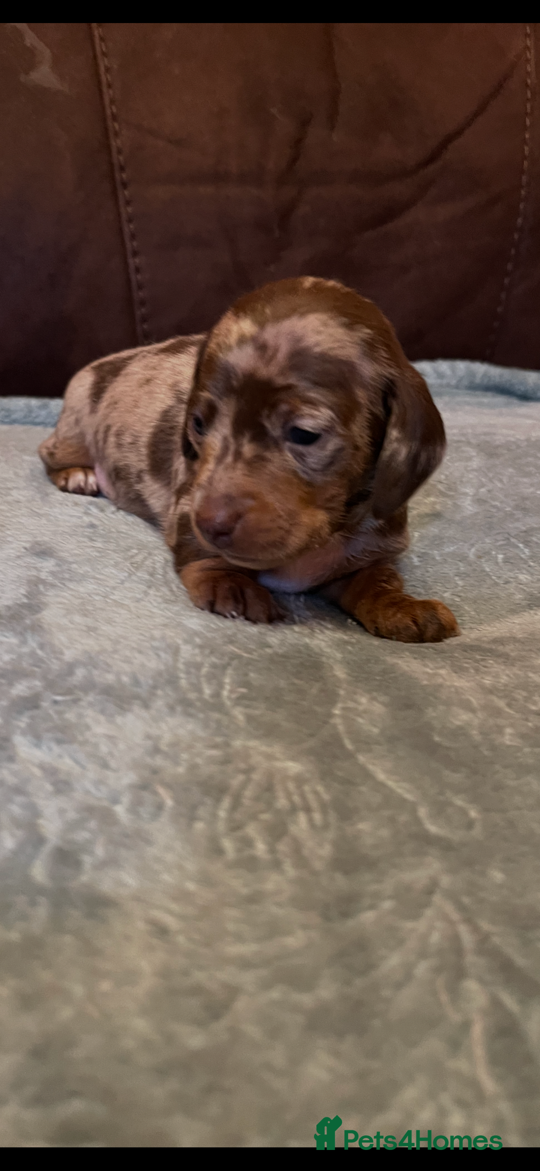 Miniature Dachshund dogs for sale: Miniature Dachshund  - Advert 3