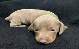 Miniature Dachshund dogs for sale: 🌟QUALITY KC REG & PRA CLR MINIATURE DACHSHUNDS🌟 - Image 23