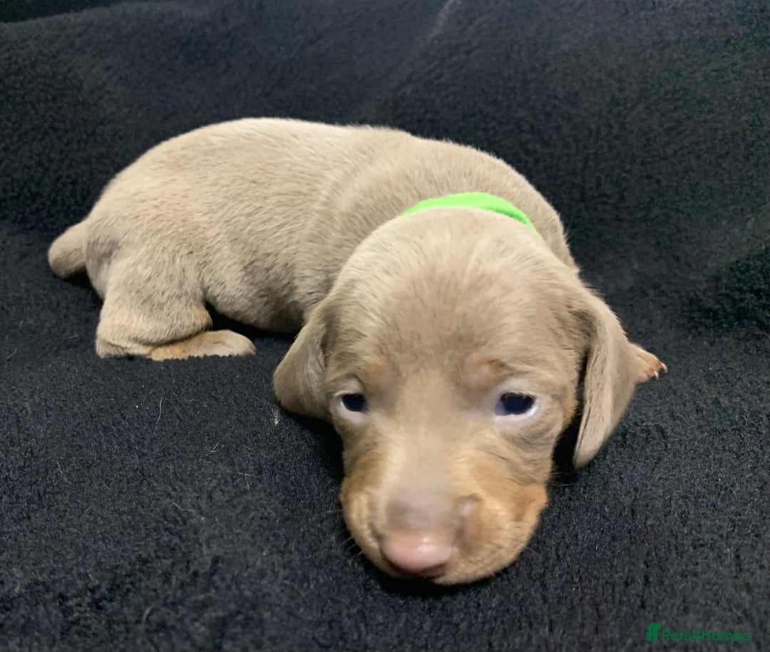 Miniature Dachshund dogs for sale: 🌟QUALITY KC REG & PRA CLR MINIATURE DACHSHUNDS🌟 - Image 23