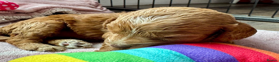 Cockapoo Puppy 4
