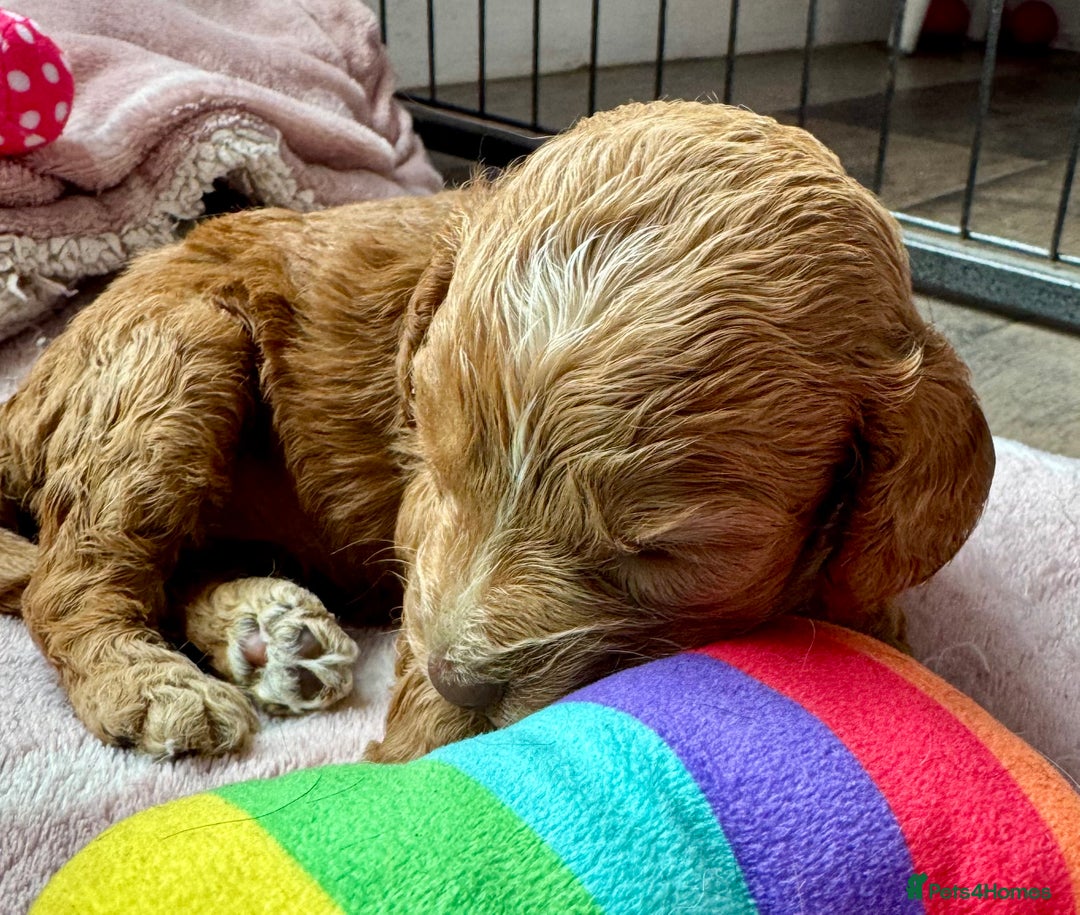 Cockapoo dogs for sale: F1 show type cockapoo pups  - Image 3