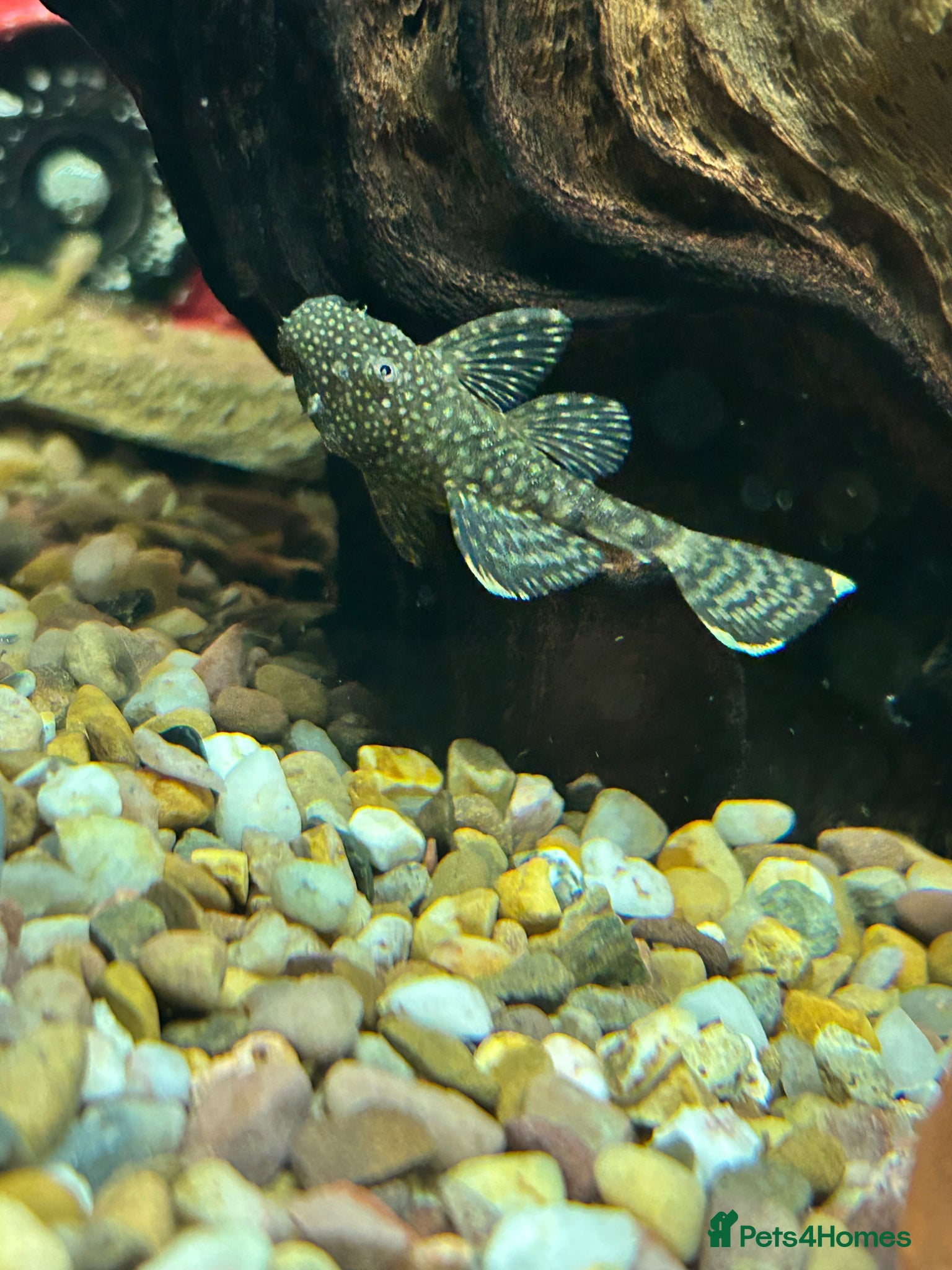 Plecos fish Juvenile Bristlenose Plecos  - Advert 1