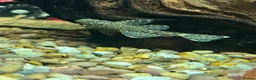 Plecos fish for sale: Juvenile Bristlenose Plecos  in Melton Mowbray - Advert 1