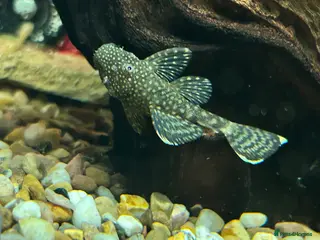 Plecos fish Juvenile Bristlenose Plecos - Advert 1